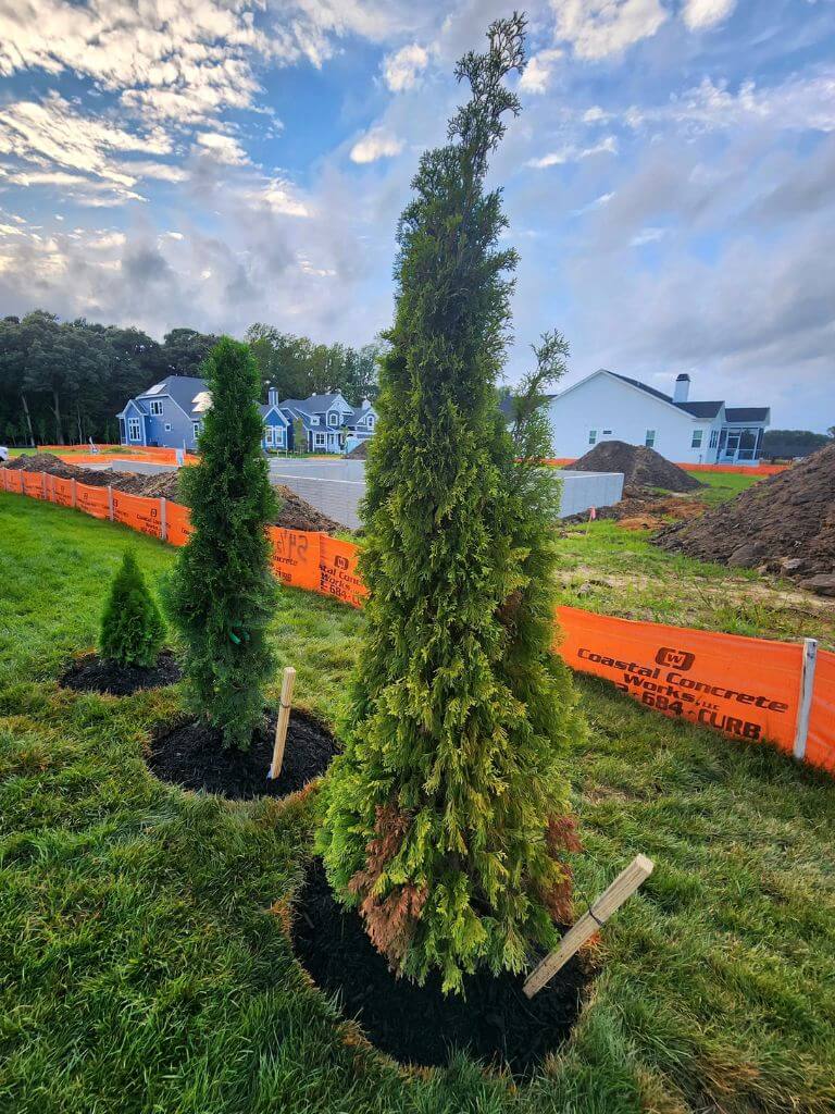 shrubs and trees installing