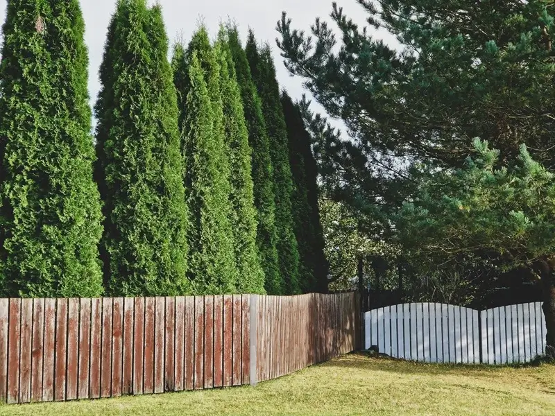 best arborvitae for privacy